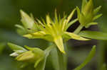 Stringy stonecrop